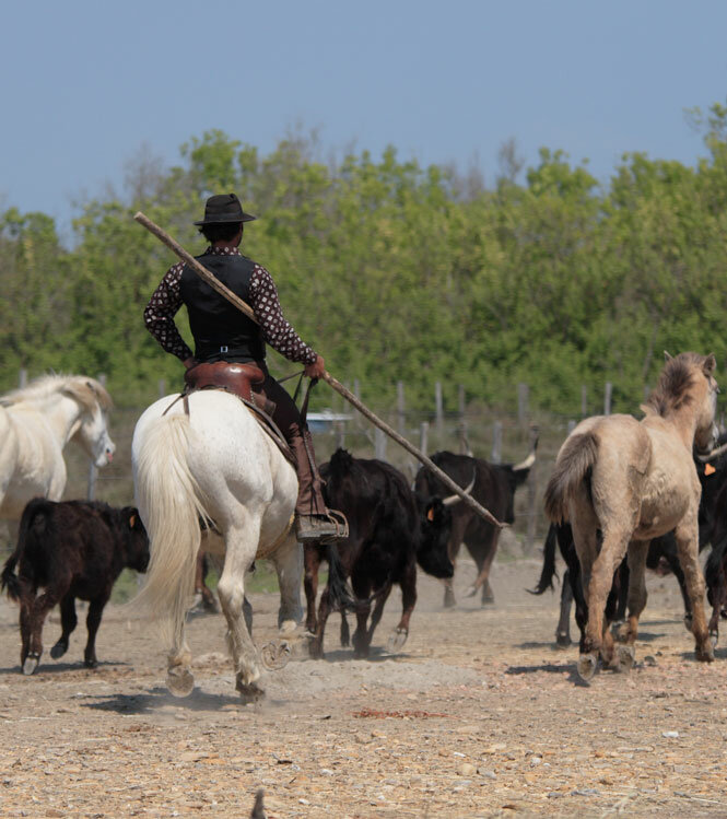 Exceptional horseback riding in a Manade (bull farm)