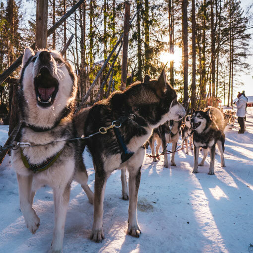 Romantic and exciting dog-sledding