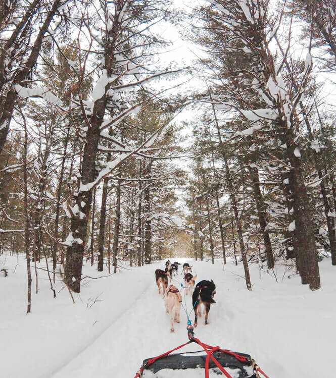 A romantic sled-dog ride
